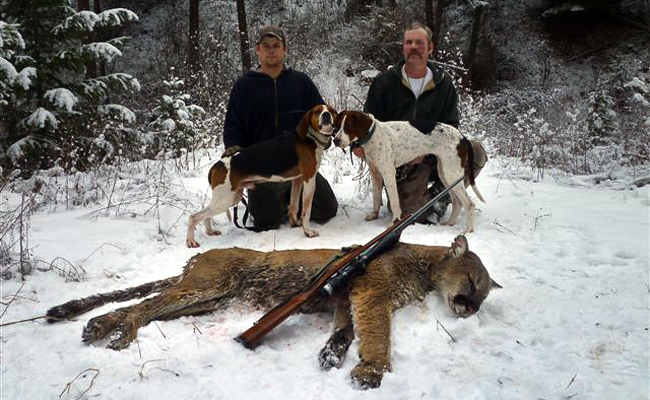 Mountain lion hunting season in montana