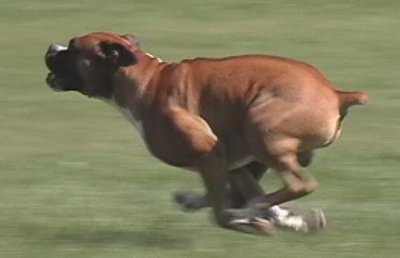 Boxers Make Great Hunting Dogs 