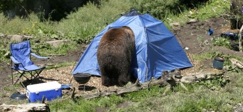 Image result for bear looking into tent
