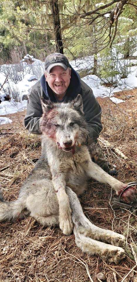 Giant Montana Wolf Trapped | Montana Hunting and Fishing