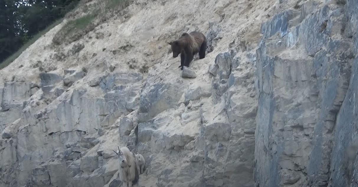 Grizzly bear encounter with mountain goat [VIDEO] | Montana Hunting and
