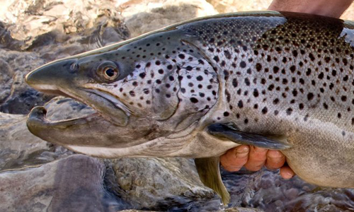 Fly Fishing for Steelhead Trout