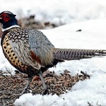 Montana Pheasant Hunting
