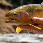 Montana Rainbow Trout Fishing in the Spring