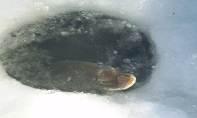 Northern Pike Ice Fishing Derby