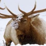 Elk Hunting Season in Montana