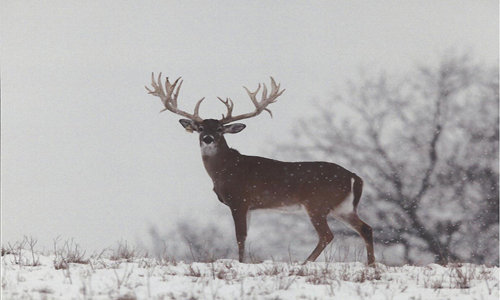Hunting Deer in Montana
