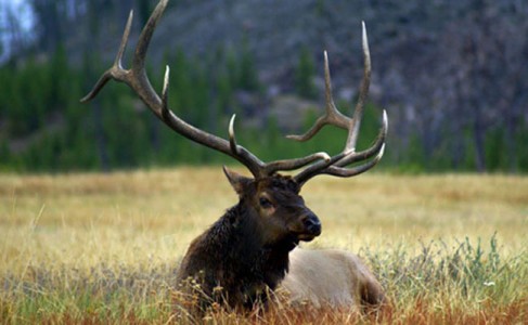 montana elk hunt
