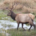 montana elk hunting