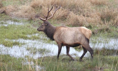 montana elk hunting