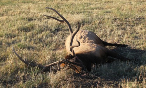 montana elk poaching