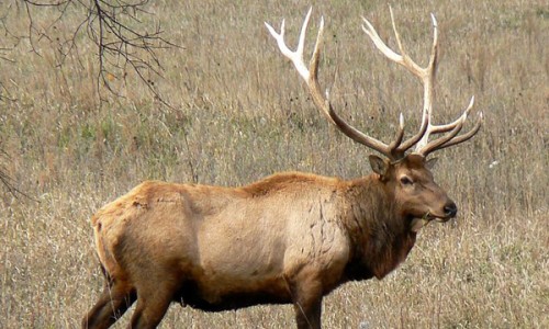 montana hunting report