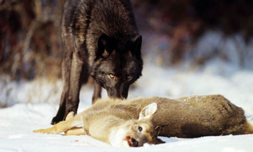 wolf kill
