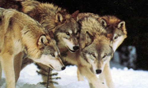 Montana wolf hunt