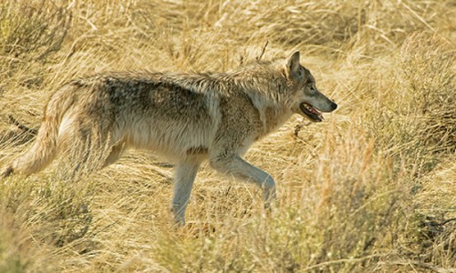 montana wolf
