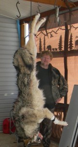 montana wolf hunt