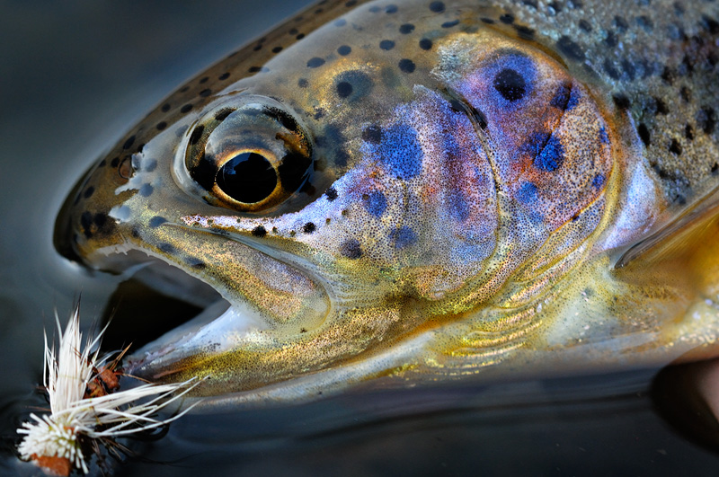 pretty-trout-face - Montana Hunting and Fishing Information