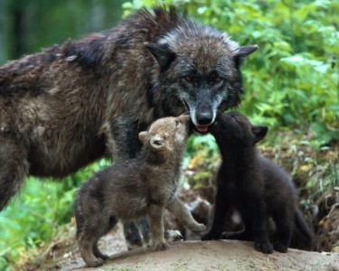 wolf mom and pups How to Call in Wolves with Coyote Howlers [HUNTWOLVES.COM] - Montana Hunting and Fishing Information