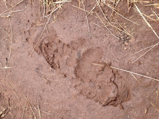 Mystery Animal Footprint – Camo Face Paint – and still no cigar - Montana  Hunting and Fishing Information