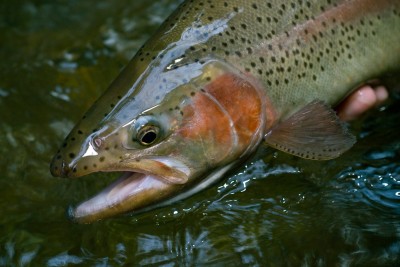 catching-trophy-trout