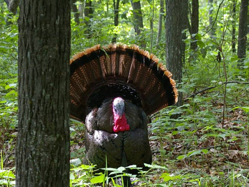 hardwoods-turkey-fanning-tailfeathers