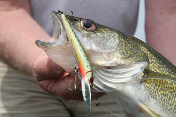 trophy_walleye_with_lure_350x233