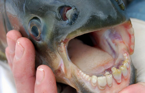 Hooked IV: Vampire Fish NGC-US: Ep. Code 4255