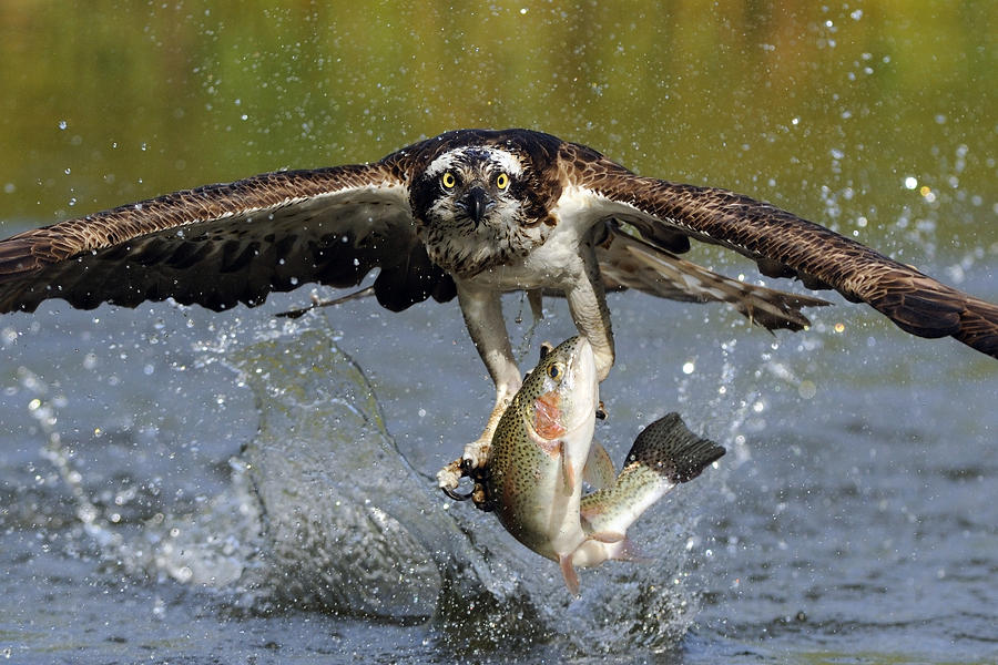 Fishing for Trout and Catching an Osprey” by Bradley Lehuta