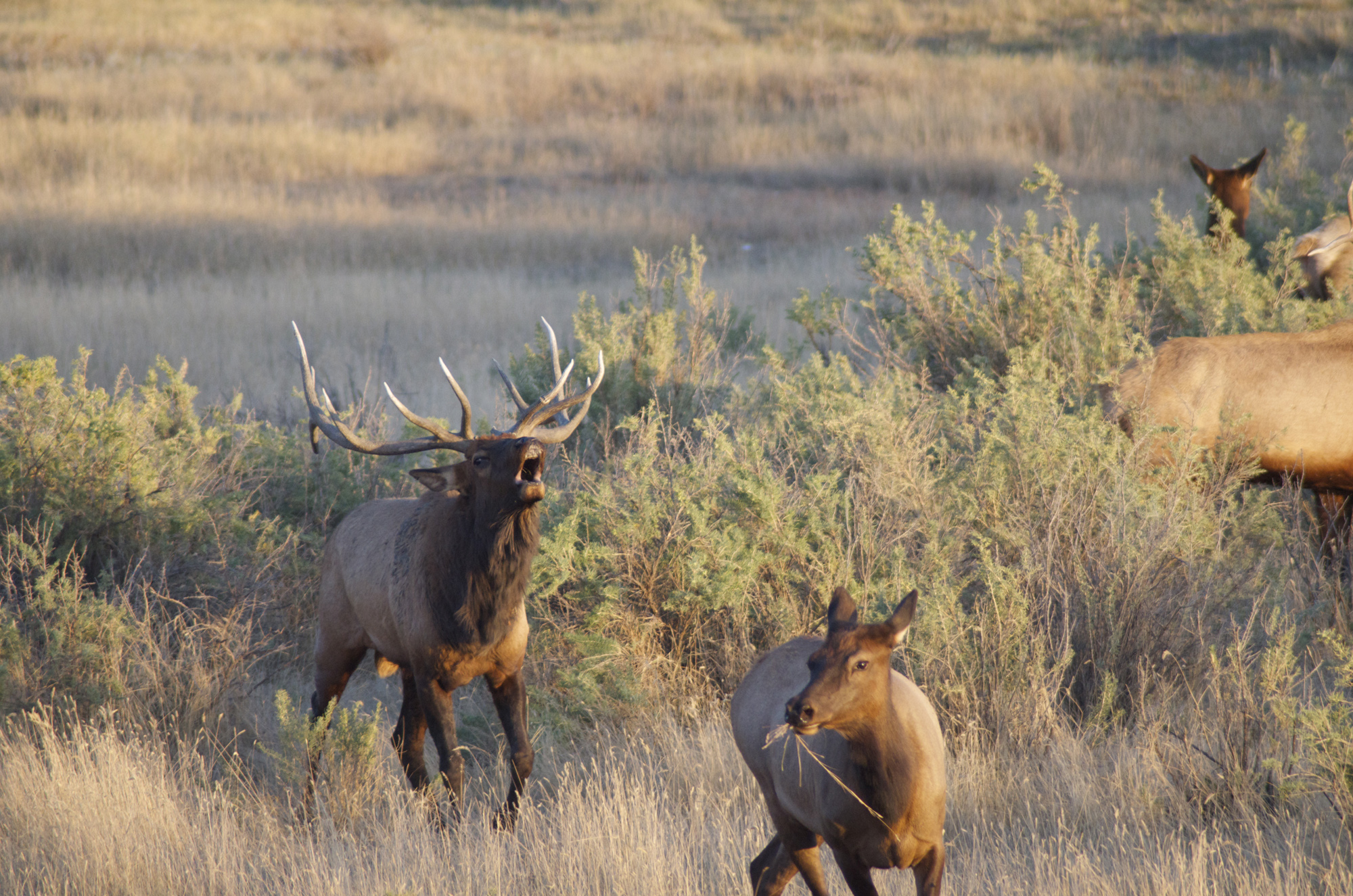 Southeast Montana Elk Numbers Continue to Rise Montana Hunting and