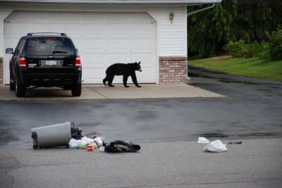 Garbage-Bear
