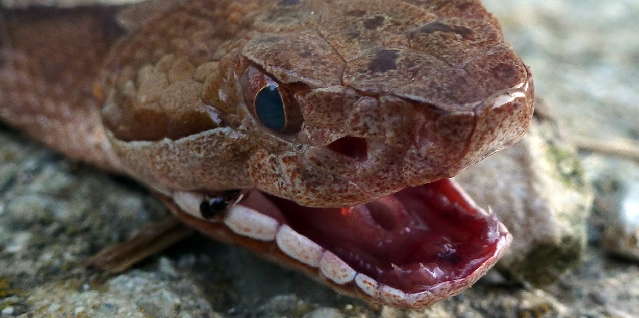 Copperhead Snake Bites Itself–While Decapitated.