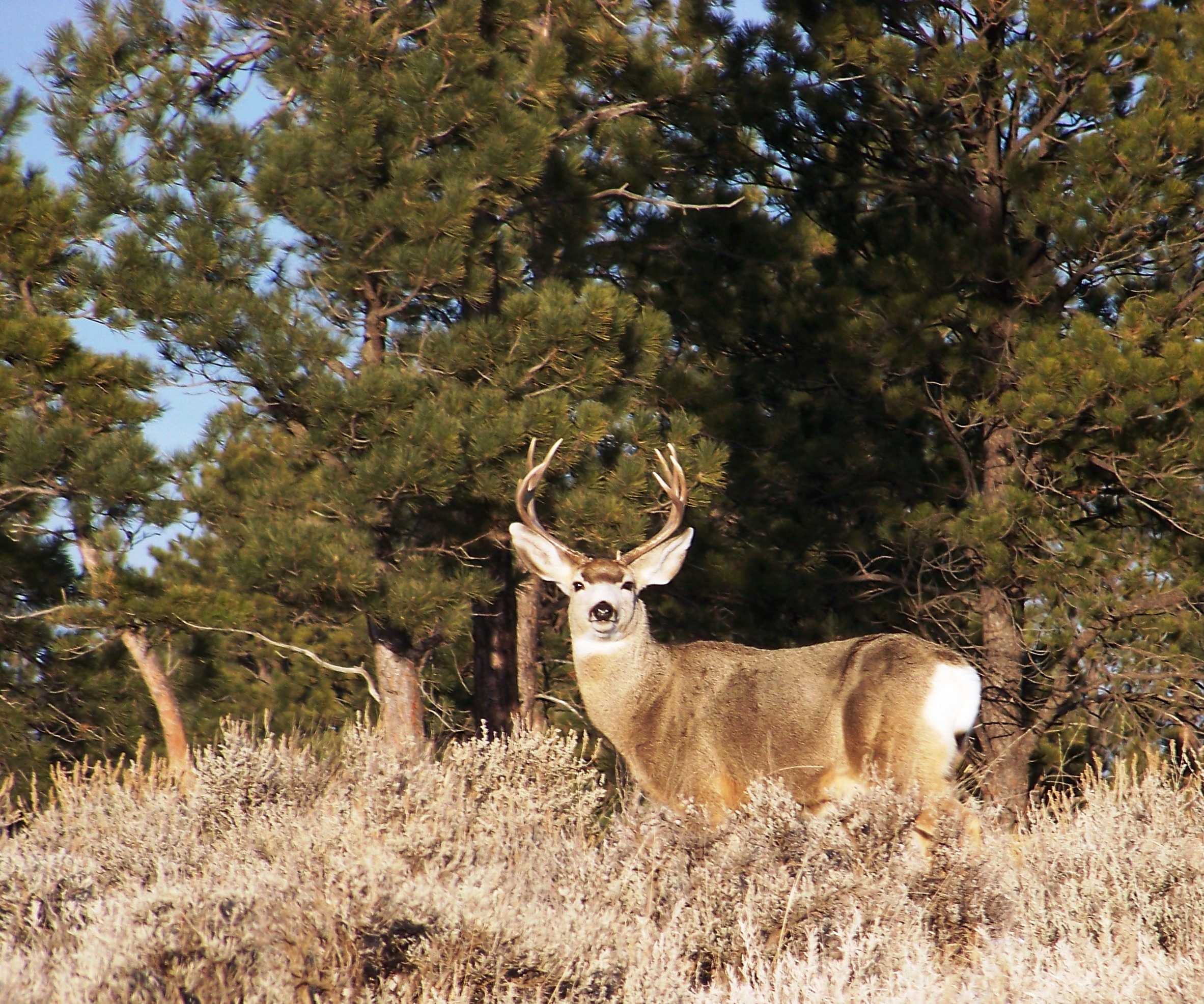 Mule Deer in Decline?: Brett French Radio Show Preview - Montana ...
