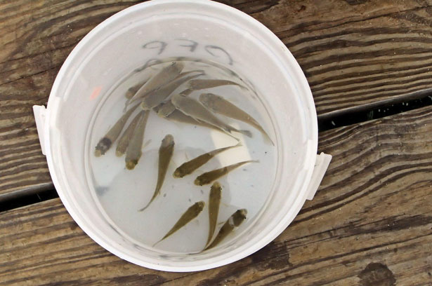 Live Minnows May NOT be Imported into Montana - Montana Hunting