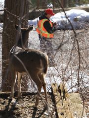 From left, Rick Naugle with the Humane Society of the United States walks along a street in Hastings as he tries to get a better shot with his dart gun to contraceptives to a group of deer March 11, 2014.(Photo: Frank Becerra Jr., The Westchester County, N.Y., Journal News)