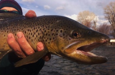 This beautiful Big Hole River brown ate a JJ Special on a slowly pumped and paused tight line presentation.