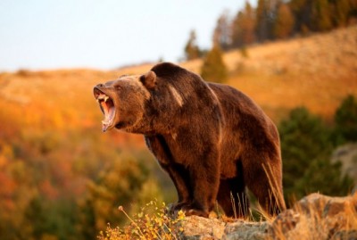 grizzlybear-617x416