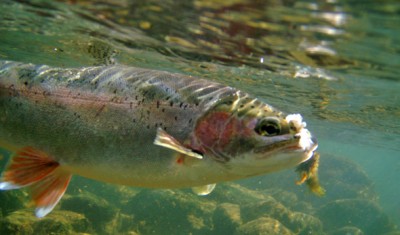 rainbow-trout2
