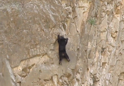 Climbing Black Bear