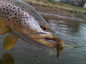 This beautiful Beaverhead brown crushed a yellow and olive Wooloey Sculpin!