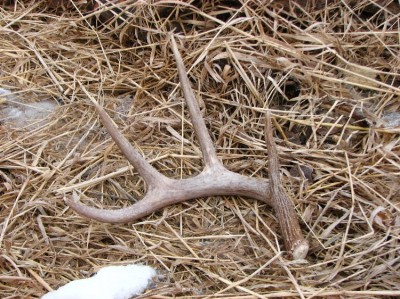 Many Wildlife Management Areas Open for Shed Hunting This Week ...
