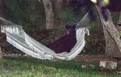 bear-hammock