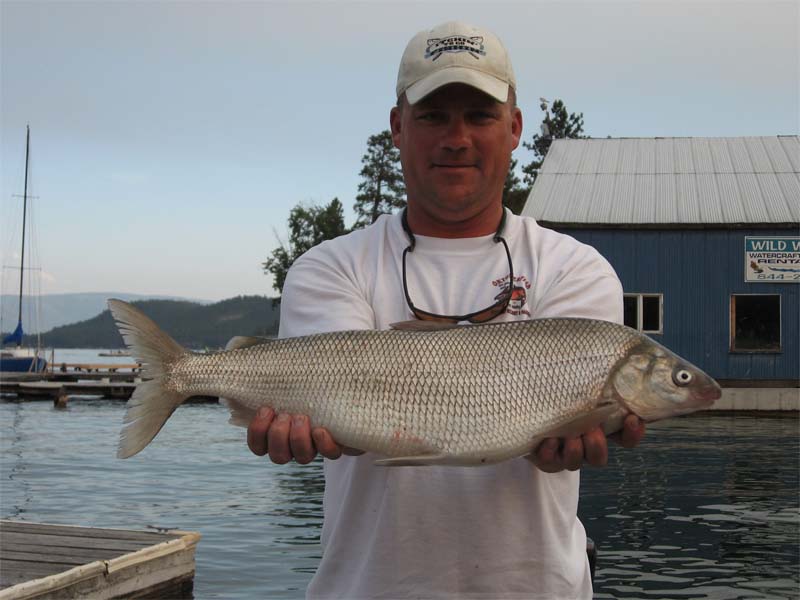Whitefish Bite Not Looking Good… - Montana Hunting and Fishing