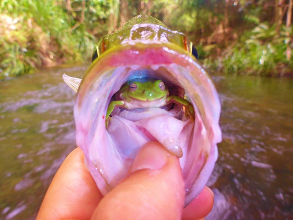 fishfrog