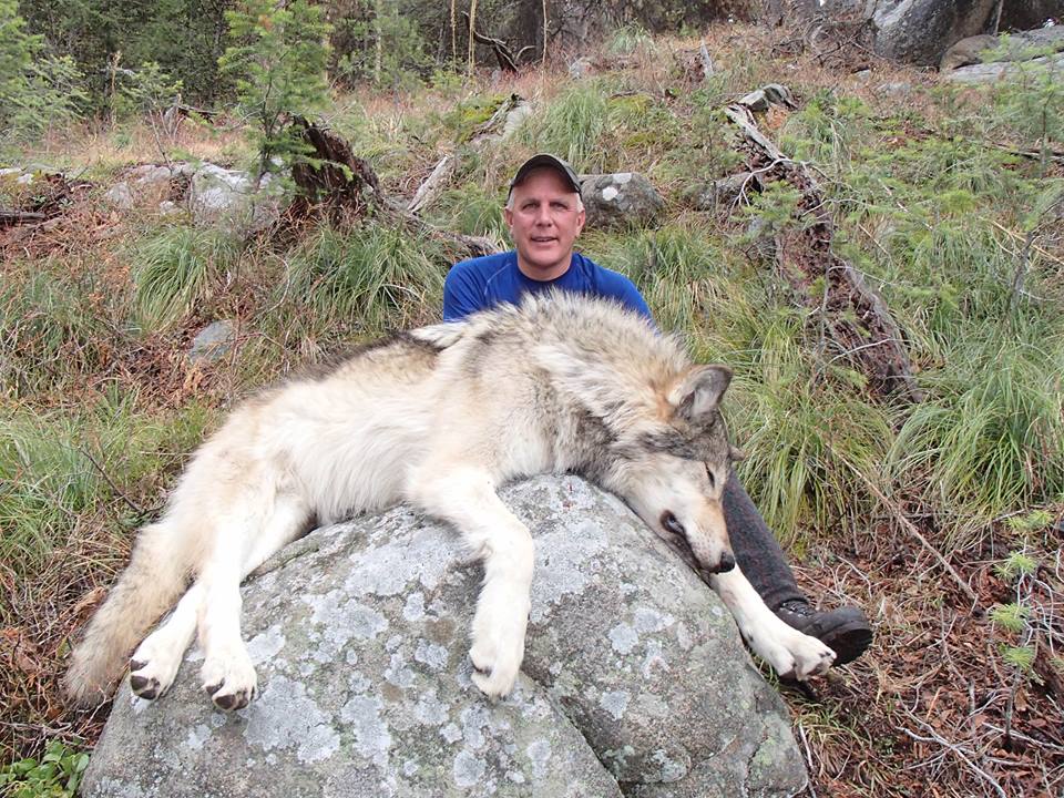 Wolf hunters. Арктический волкособ. Волкособ гигант. Огромный Сибирский волк.