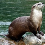 Photo Credit http://archies.info/animals/river-otter/
