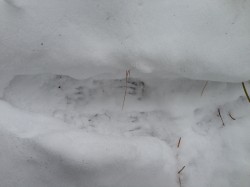 squirrel tracks two