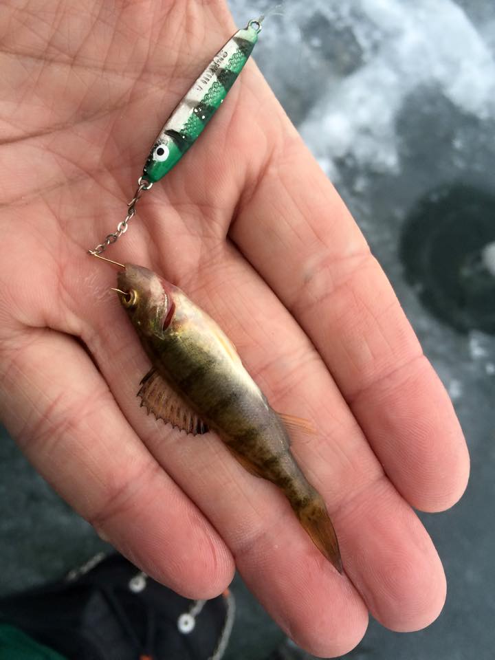 Angler in Helena Catches Smallest Perch of His Life - Montana