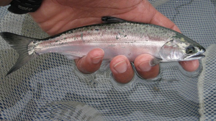 Fish Virus Detected in Montana's Kootenai River - Montana Hunting