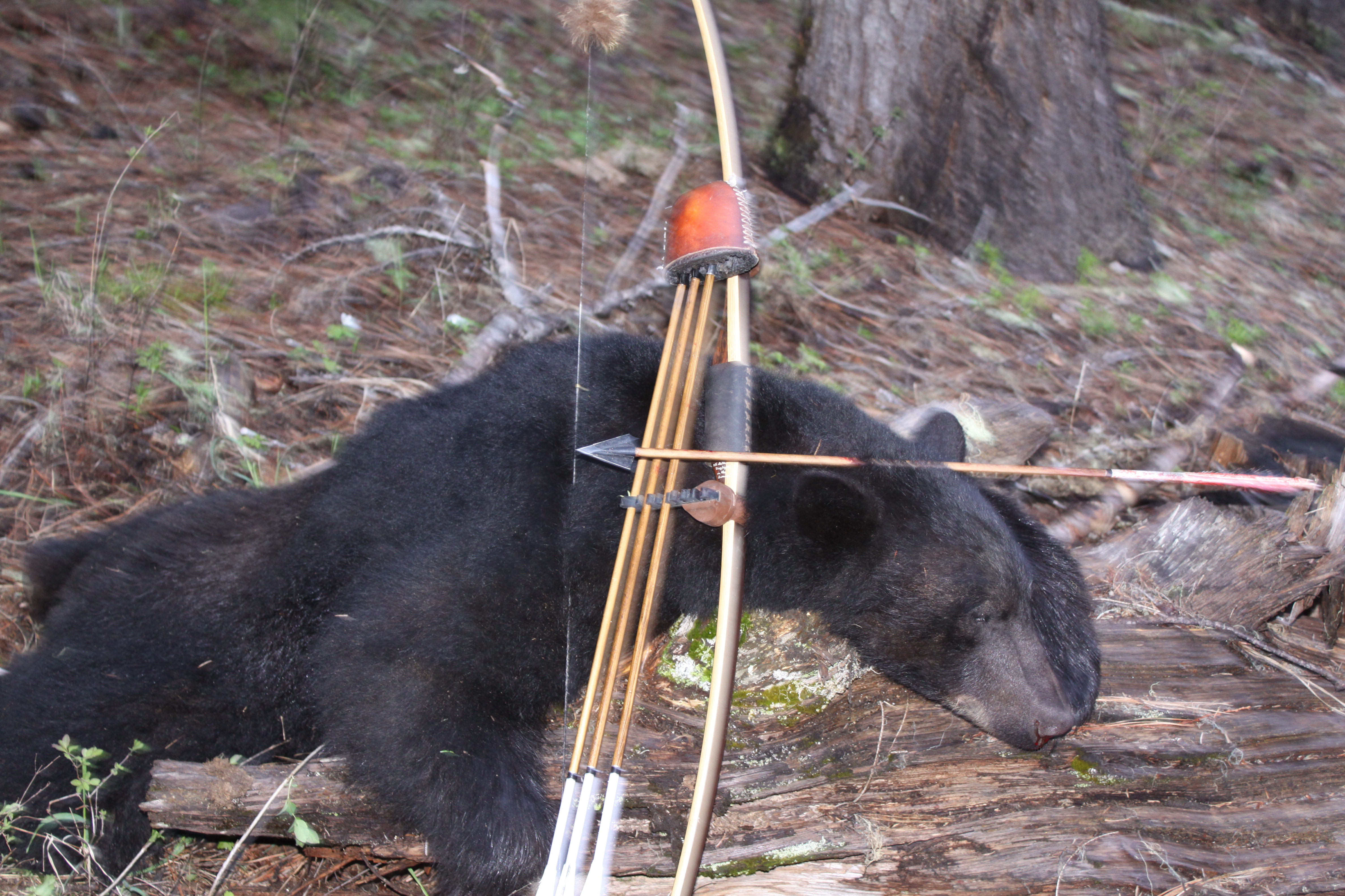 Bear Baits That Work Idaho Hunting - Montana Hunting and Fishing Information