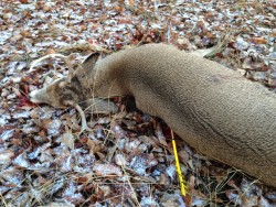 Deer with arrow in it